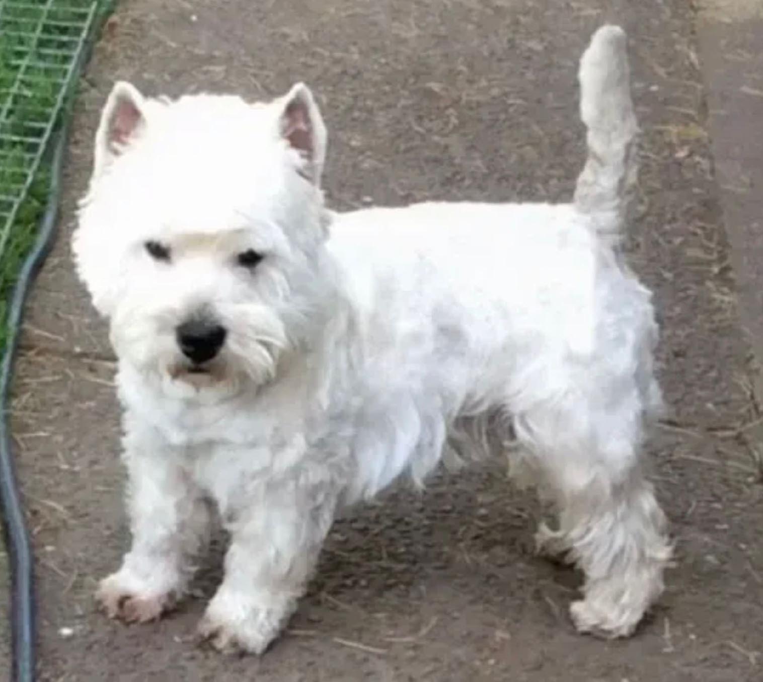 Kennel club best sale westie breeders